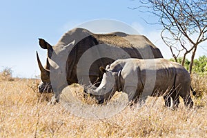 White rhinoceros with puppy, South Africa